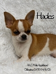 AKC Stunning Male Chihuahuas
