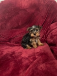 Ckc Yorkies