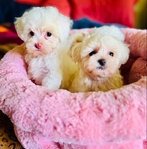 Maltipoo small puppies Maltese poodle toy breed.