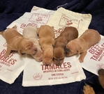 Miniature Shorthair Dachshund Puppies, AKC Registered
