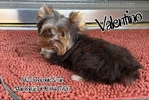 AKC Magnificent Plush Male Yorkie