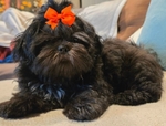 Shih-tzu puppy