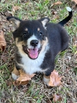 A Little Corgi, A Lot of Love