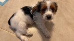 Yorkie puppies