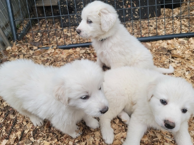 Great pyrenees puppies for sale Classifieds