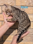 Registered Bengal kittens