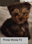 CHRISTMAS  PUPPIES  Shih Tzu;s, Yorkies, @ Maltese