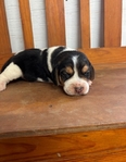 Beagle Puppies AKC