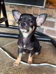 AKC Female Chihuahua