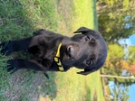 Lab Puppies