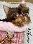 AKC Micro Female Chocolate & Tan Yorkie