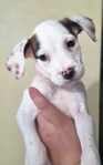 FREE Puppies
