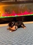 Male Yorkie puppy