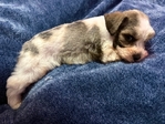 CKC Mini Schnauzer Pups!