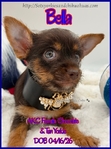 Female ChiYorkie