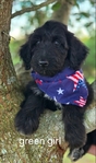 Awesome Aussiedoodles