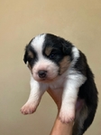 Mini Aussie Pups