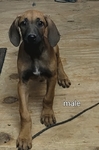 Rhodesian ridgeback puppies
