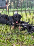Spangold (Golden Retriever/English Springer Spaniel Mix)