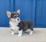 Two Registered Bluie Pembroke Corgi males