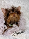 AKC Micro Female Chocolate & Tan Yorkie
