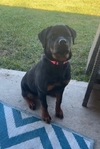 Female Rottweiler pup