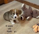 Pembroke corgis AKC adults & pups
