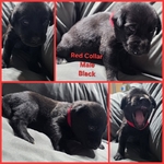 AKC Labrador Retriever Puppies