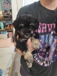 Akc miniature schnauzer puppies