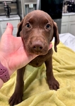 AKC Registered Chocolate Lab Puppies!