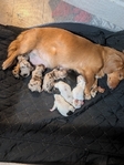 Miniature Daschunds