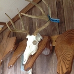 European Deer Mounts