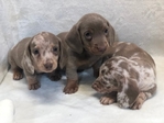 AKC Dachshund Puppies