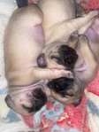 Pug Puppys 7 weeks old