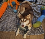 Siberian Husky is available