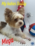 Adult AKC Stunning Male Yorkie