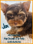 AKC Mini Male Exotic Colored Yorkies