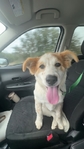 LOOKING TO REHOME!