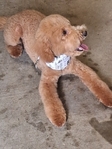 8 month old mini goldendoodle- male