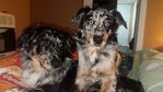 7month old Australian Pups for sale