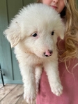 Great Pyrenees Puppies