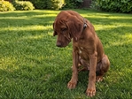Rhodesian Ridgeback Puppies for Sale