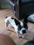 Rehoming due to busy schedule and health.