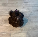 Shihtzu