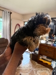 1 Male Yorkie