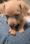 Female chiweenie puppy