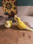 Quakers for SALE !