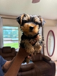 1 Male Yorkie