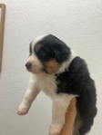 Mini Aussie