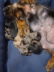 Ckc long haired miniature dachshund